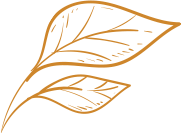 leaf leaf