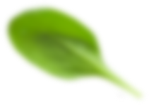 leaf_2 leaf