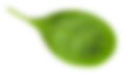 leaf_6